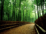 Bamboo Lane  Nishiyama  Kyoto  Japan