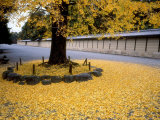 Ginko Leaves at Old Imperial Palace