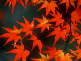 Maple Leaves