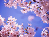 Cherry Blossoms and Blue Sky
