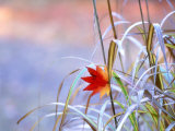 A Maple Leaf on the Grass
