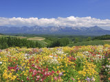 Columbines and Mt Tokachi Range