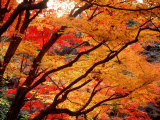 Maple Leaves  Hiuga Daijingu Shrine  Kyoto  Japan