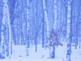 Birches Snow