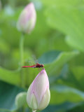Dragonfly on a Lotus Bud
