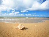 Shell on the Beach
