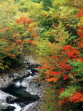 Autumn Leaves  Nakatsugawa  Fukushima  Japan