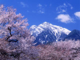 Cherry Blossoms and Mt Kaikoma