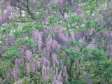 Wild Wisteria