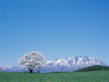 Mt Iwate and a Cherry Tree
