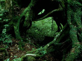Yakusugi Tree Forest