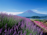 Mt Fuji and a Lavender Bush