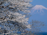 Cherry Blossoms and Mt Fuji