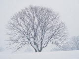 Beech Tree