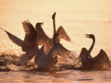 Swans