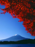 Mt Fuji and Maple Leaves  Lake Kawaguchi  Yamanashi  Japan
