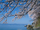 Cherry Blossoms at Lake Biwa