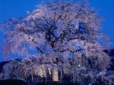 Cherry Blossoms at Night