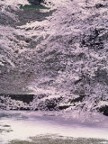 Cherry Blossoms Over the Moat