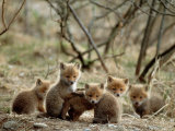 Fox Cubs