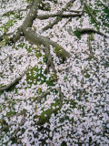Cherry Petals Covering Moss