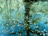Leaves on the Water