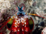 Mantis Shrimp