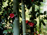 Camellia and Bamboo
