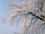 Cherry Blossoms and Mt Fuji