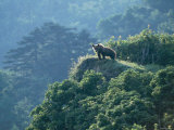 Brown Bear