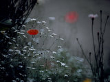 Poppy and Wild Chrysanthemums