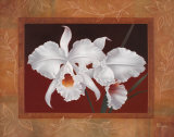 White Orchids