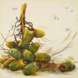 Racimo de Cocos I