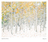 Quaking Aspens