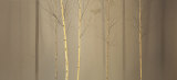 Winterly Wood