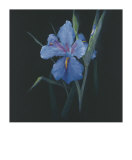 Floral Suite II