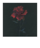 Floral Suite IV