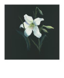 Floral Suite III