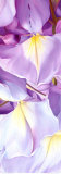 Wisteria II