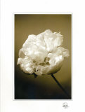 Peony II