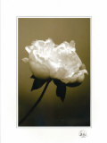 Peony I