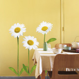 Daisies