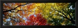 Colorful Trees in Fall  Autumn  Low Angle View