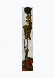 Sunflower  c1909