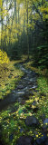 Stream Flowing Through Forest