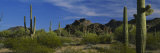 Cactus Plant on a Landscape  Sonoran Desert  Organ Pipe Cactus National Monument  Arizona  USA