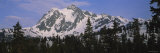 Trees on a Snow Covered Mountain  Mt Shuksan  Mt Baker-Snoqualmie National Forest  Washington  USA