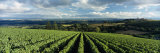 Clouds over Vineyards  Domaine Drouhin Oregon  Newberg  Willamette Valley  Oregon  USA