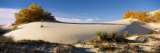 Desert Plants in White Sands National Monument  New Mexico  USA