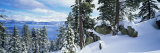 Snow Covered Trees on Mountainside  Lake Tahoe  Nevada  USA